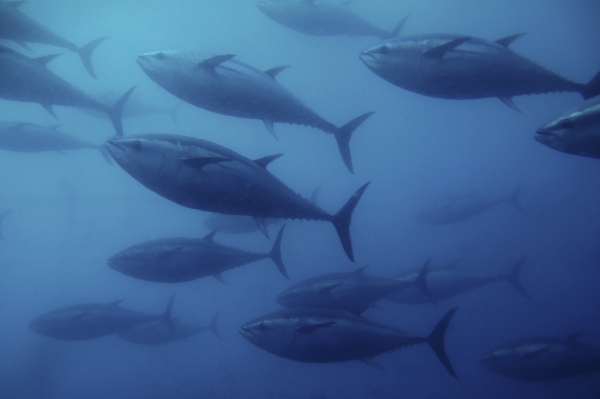 Thunnus Thynnus. 2010.